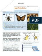 Worksheet Invertebrados
