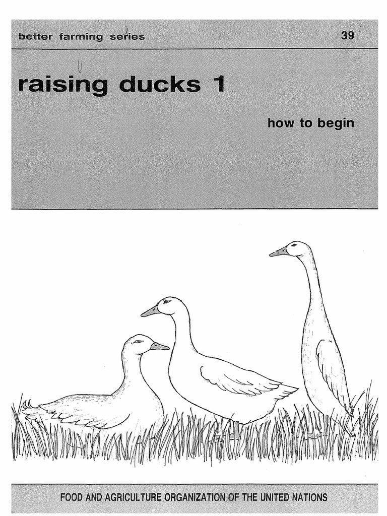 Raising Ducks FAO 1 | PDF