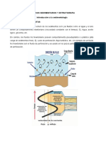 Procesos Sedimentarios y Estratigraficos CLASE 4