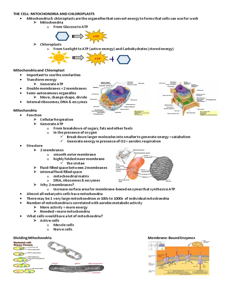 3 Mitochondria and Chloroplast | PDF | Chloroplast | Mitochondrion