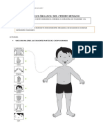 Principales Órganos Del Cuerpo Humano