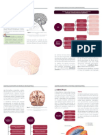 MaterialNeuroanatomia Aula02