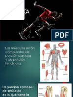 Biomecánica Del Músculo