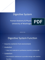 Digestive System: Human Anatomy & Physiology University of Washington
