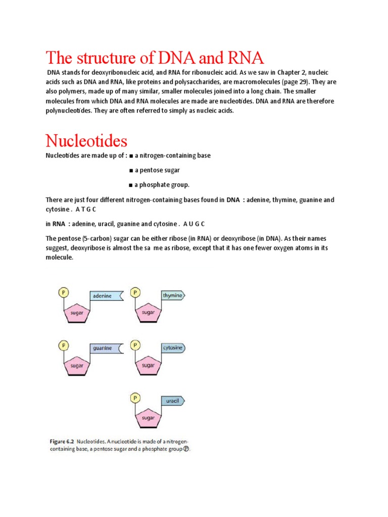 DNA and RNA Structure Explained | PDF | Foreign Language Studies ...