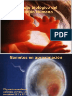 Pasos Del Embarazo Por Meses