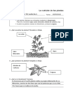 Fotosíntesis: proceso de alimentación de las plantas