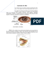 Anatomia do olho: estruturas internas em detalhe