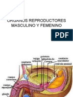 organosreproductores-101125204249-phpapp02
