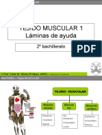 Muscular Laminas Apoyo