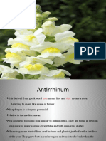 Antirrhinum F