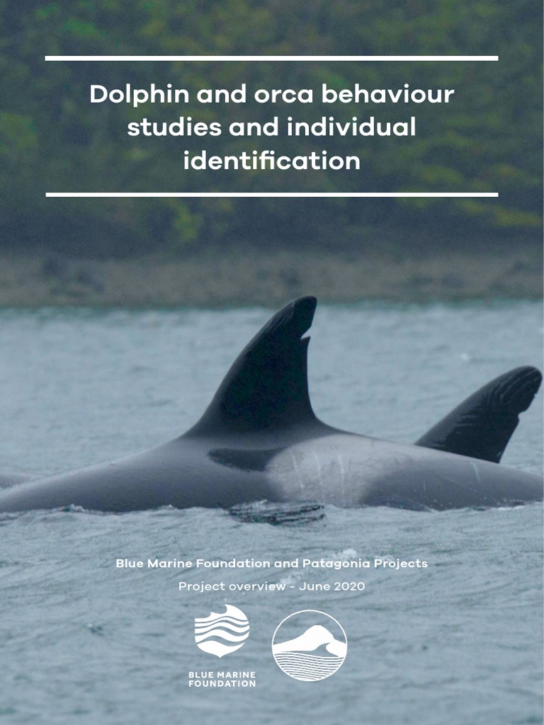Dolphin and Orca Behaviour Studies and Individual Identification | PDF ...