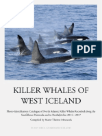 Killer Whales of West Iceland