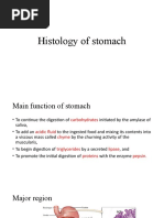 17 Tongue,+Esophagus+ +stomach | PDF | Stomach | Epithelium