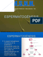 3C Espermatogenesis