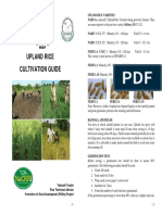 Upland Rice Cultivation Guide: Aroma