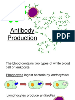 Antibody Production