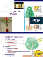 AP Bio Plant Transport (KFogler)