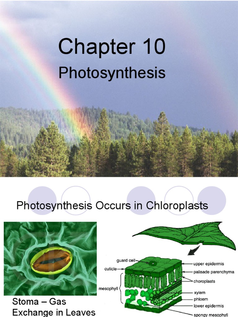 Ch10 Photosynthesis | PDF | Photosynthesis | Chloroplast