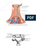 7 Root of Neck