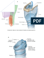 15 Larynx