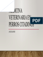 Medicina Veterinaria en Perros Citadinos