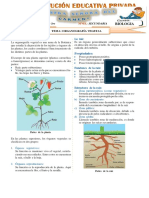 Organografía Vegetal para Tercer Grado de Secundaria