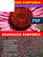 Equinacea Purpurea Completo 2019