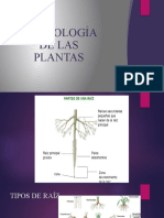 Morfología de Las Plantas
