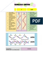 Diferencias Entre ADN y ARN