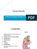 Cranial Base Anatomy