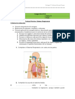 Trabajo Practico Sistema Respiratorio Primera Parte