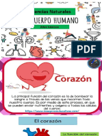 El Cuerpo Humano