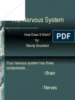 How Your Nervous System Works