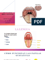 El Sentido Del Gusto