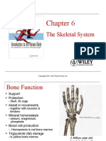 Skeletal System