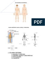 Anatomía Guiones 1-15