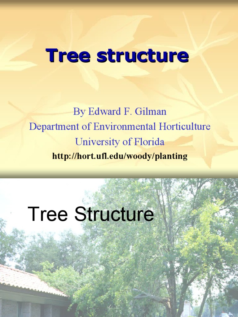 Treestructure | PDF | Trees | Wood