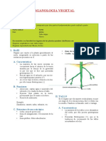 Organologia Vegetal 10 Agosto