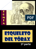 01 - Osteología Del Tórax