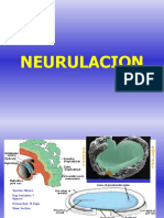 03form Mesod Neurulacion
