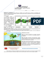 8 Biología Guía 2 Sistemas Vegetales Ciencias Naturales