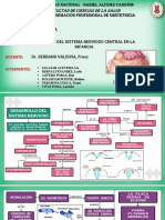 Desarrollo Del Sistema Nervioso