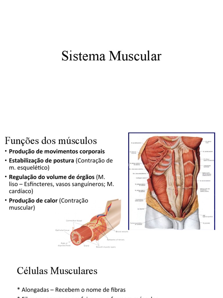 Anatomia da Musculação: Guia Completo para Exercícios e Músculos - Studocu, image size:768x1024