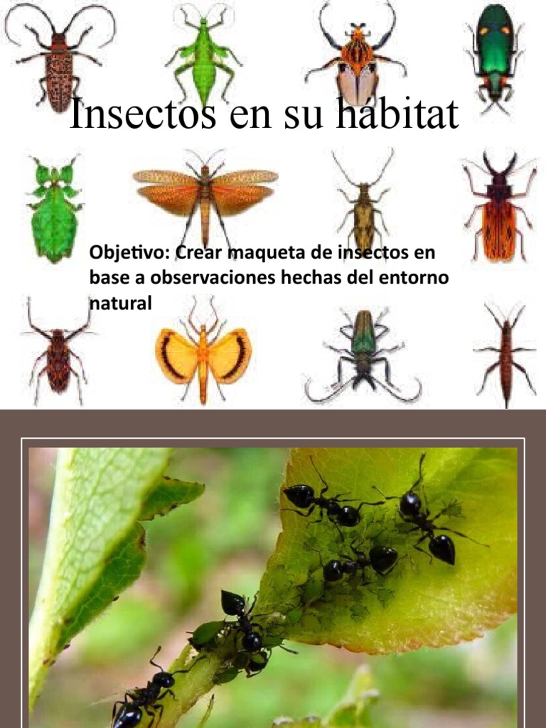 Bichos | PDF