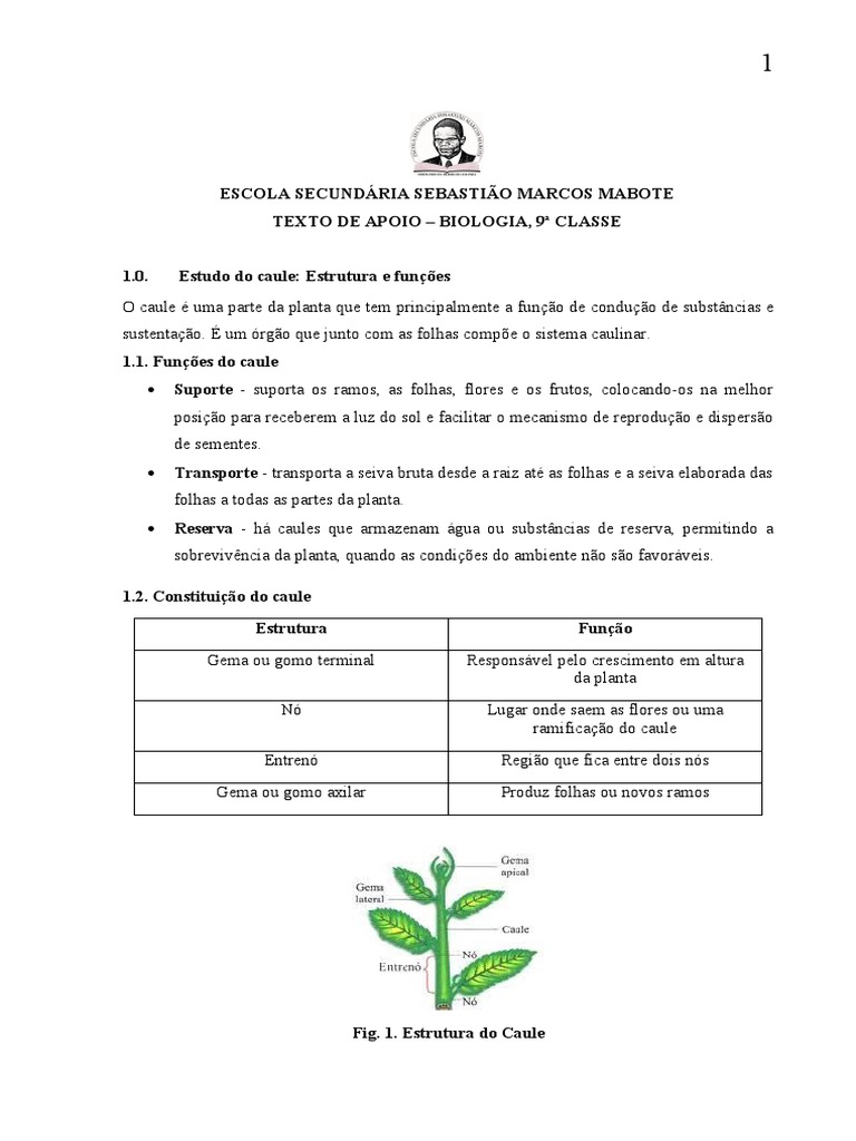 Ficha Da 9 Classe Ii Trimestre | PDF | Semente | Folha, image size:768x1024