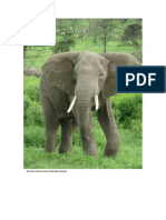 DElfonester Elephant