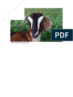 DElfonester Goat