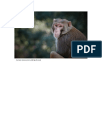 DElfonester Monkey