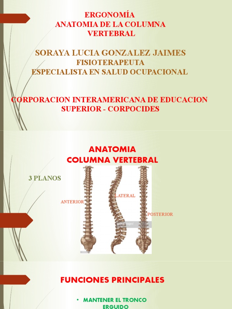 Anatomía y Ergonomía de la Columna Vertebral | PDF | Factores humanos y ...